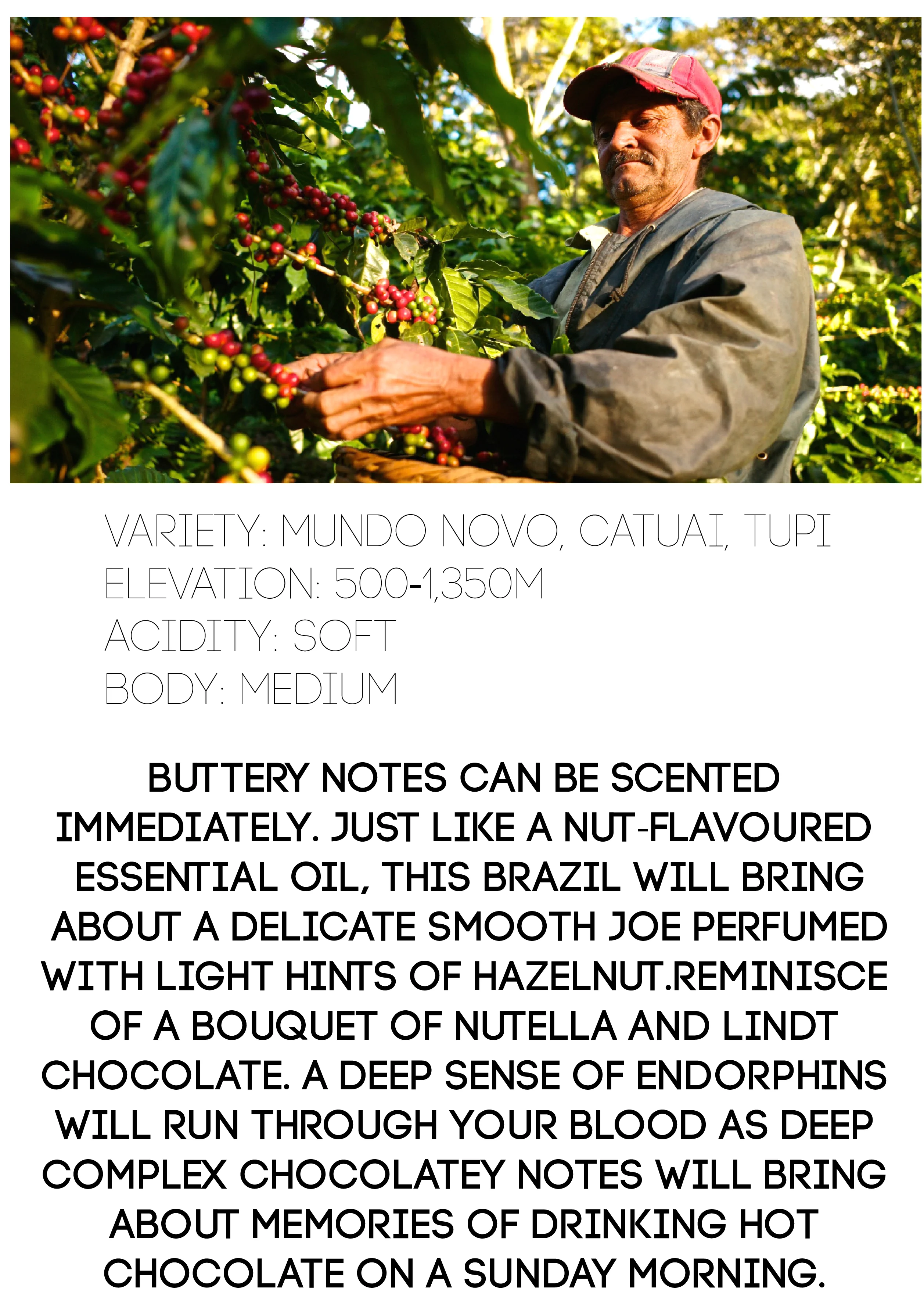 Brazil Santos - Image 3