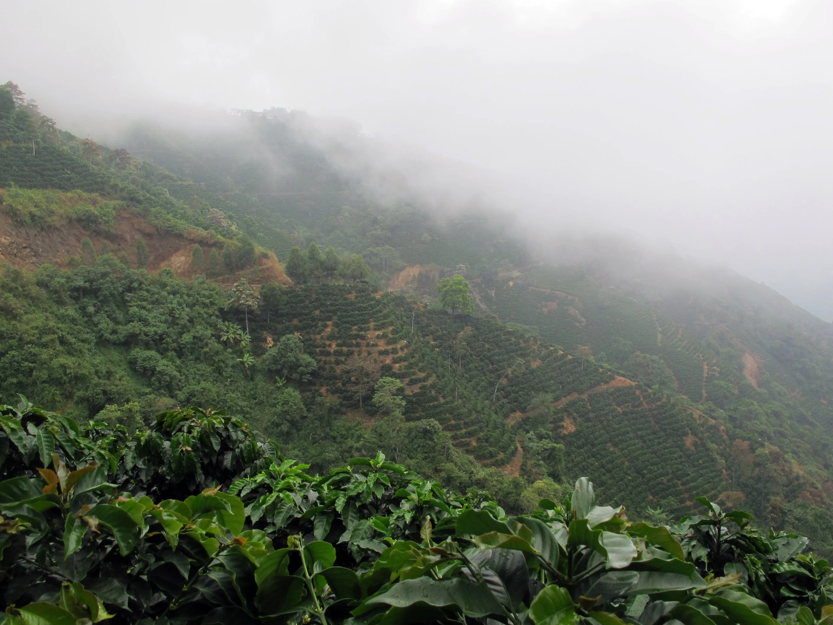 Colombia Agua Linda (Roaster's Special) - Image 2
