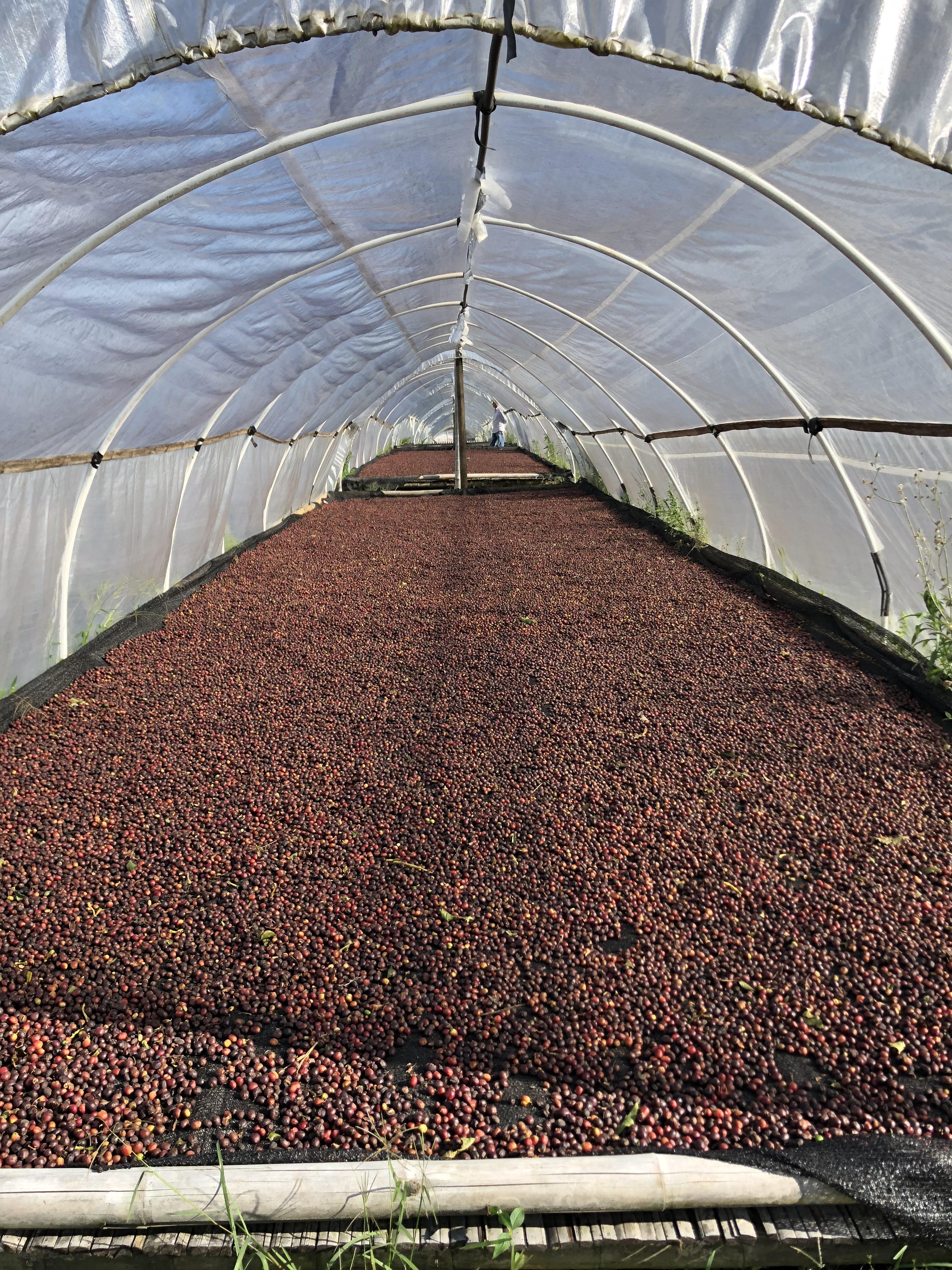 Colombia Agua Linda (Roaster's Special) - Image 4