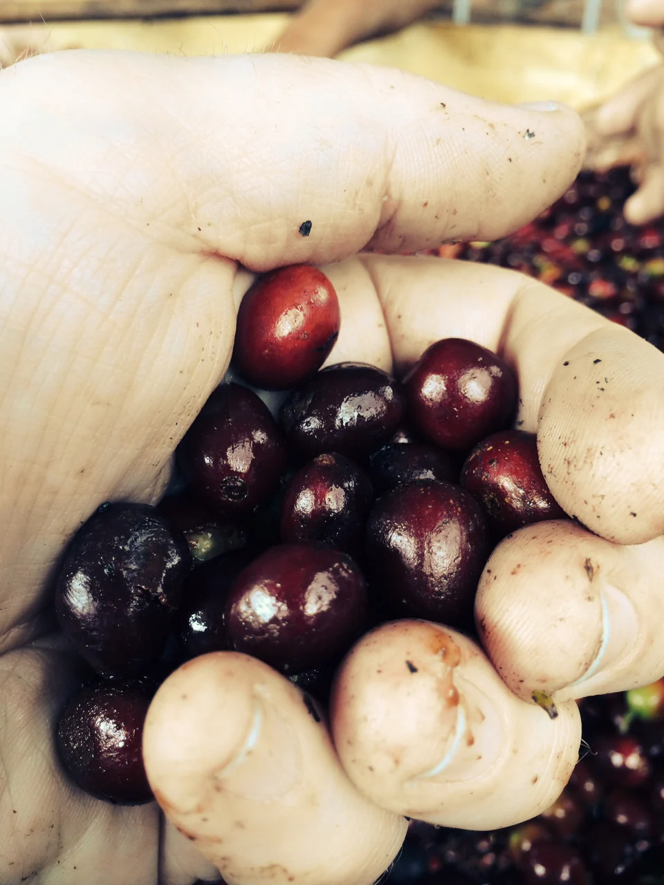 Colombia Agua Linda (Roaster's Special) - Image 5