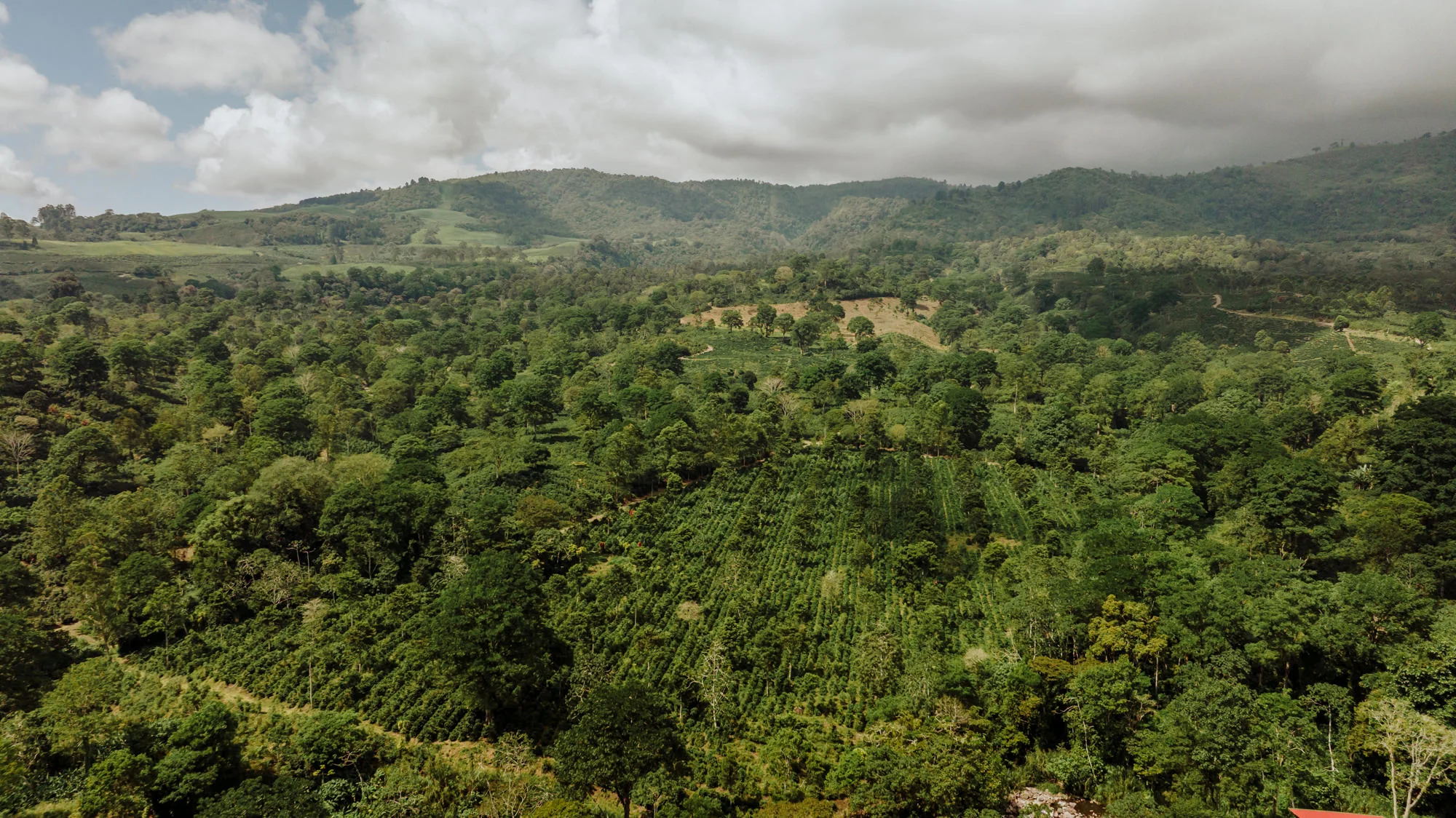 Costa Rica Finca Aquiares (ROASTER'S SPECIAL) - Image 2