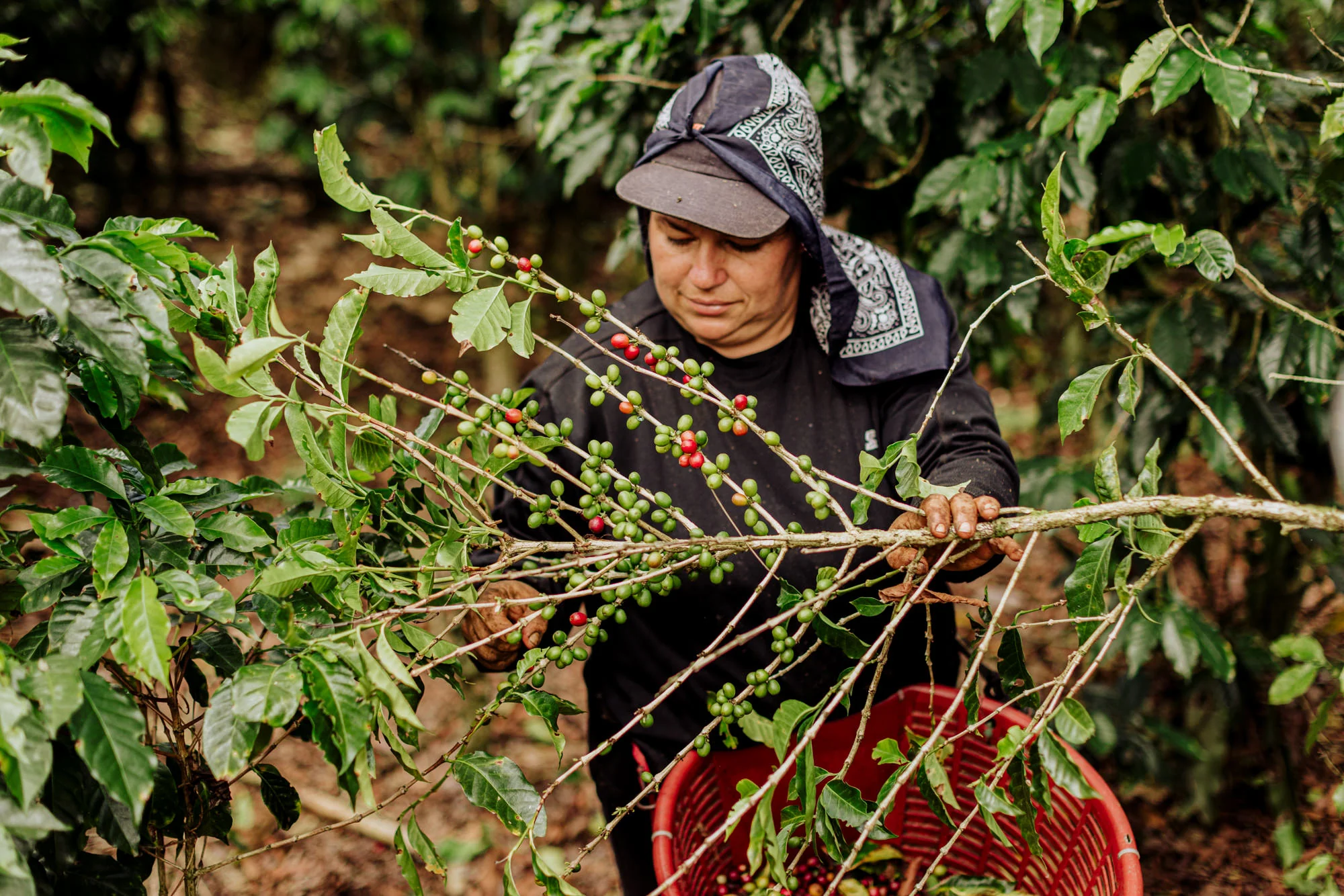 Costa Rica Finca Aquiares (ROASTER'S SPECIAL) - Image 3