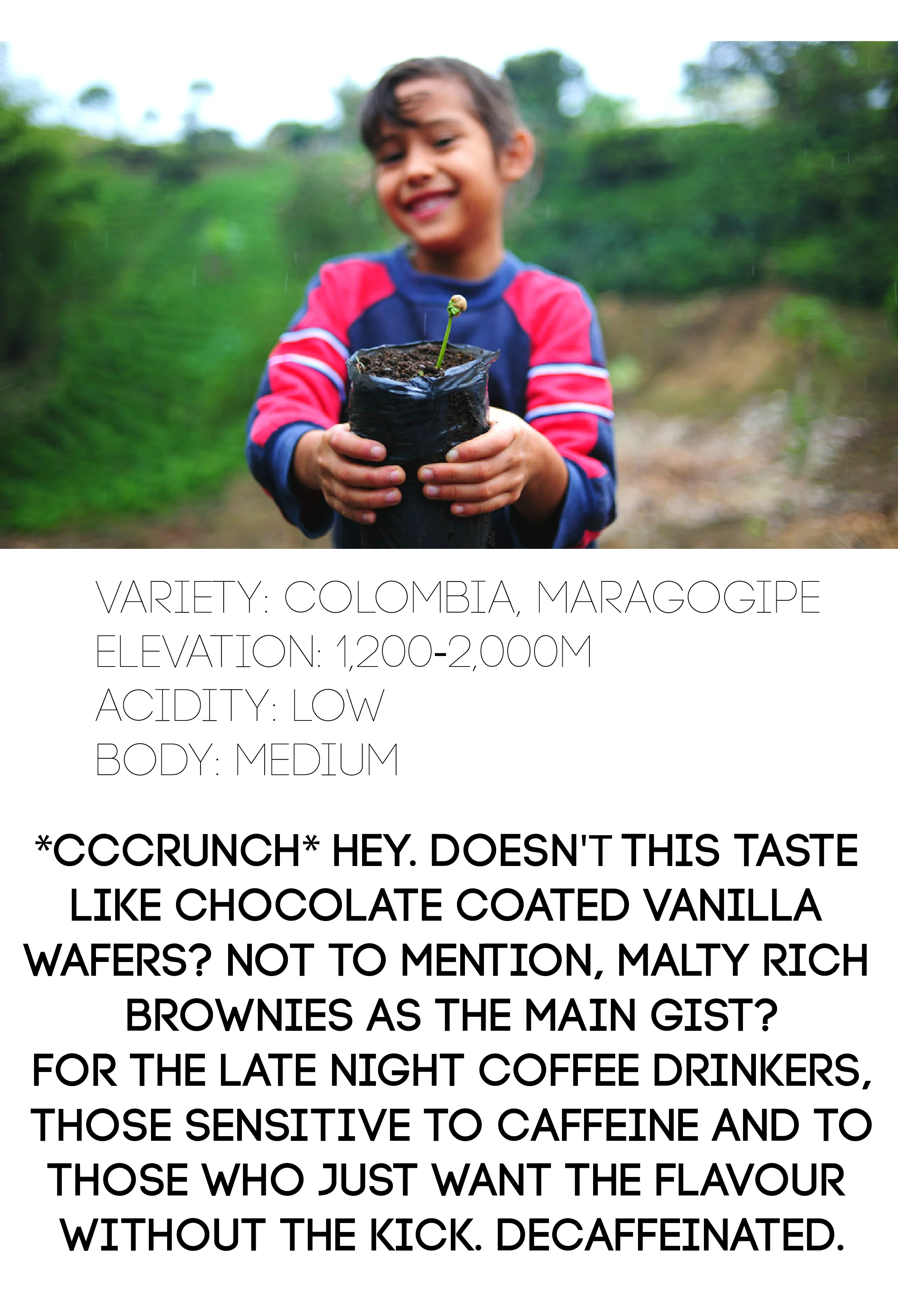Organic DECAF Colombia Maragogipe - Image 3