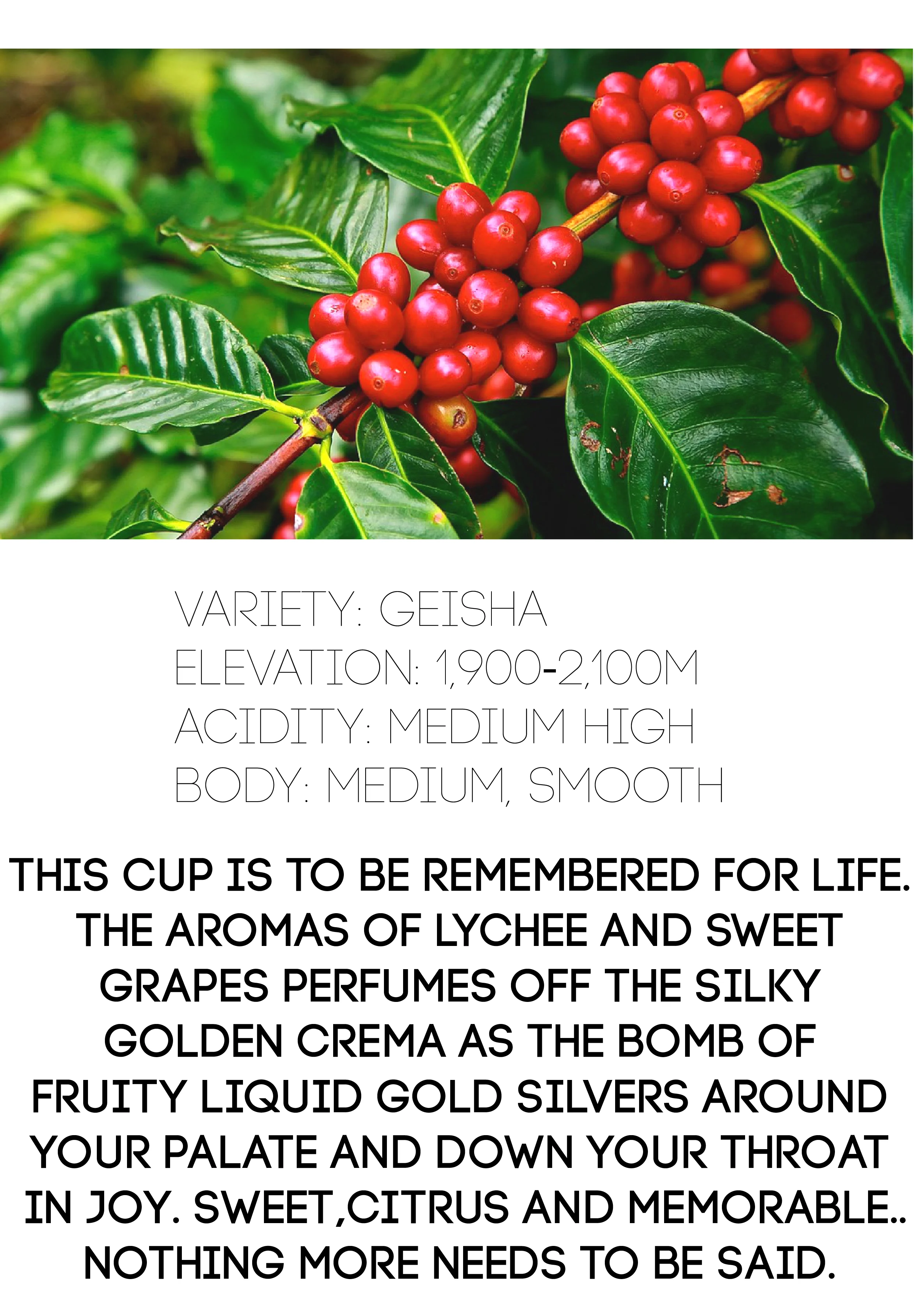 Geisha Colombia Las Nubes (250Grams) - Image 3