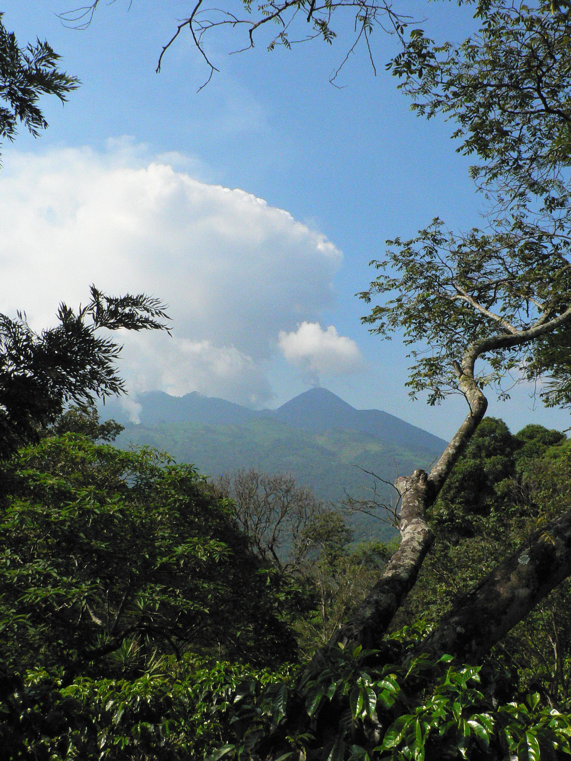 Guatemala El Bosque (Seasonal Special) - Image 3