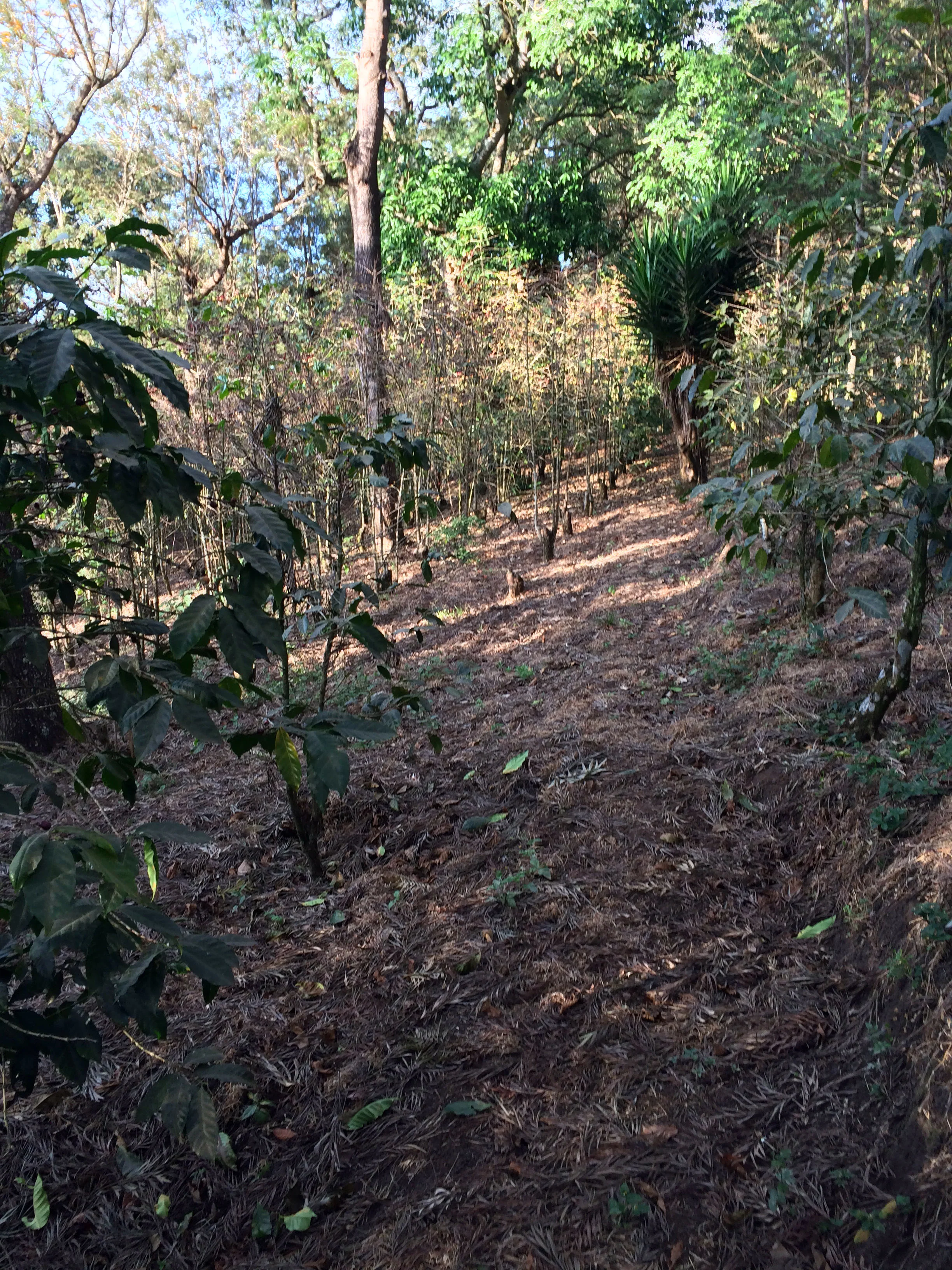 Guatemala El Bosque (Seasonal Special) - Image 4