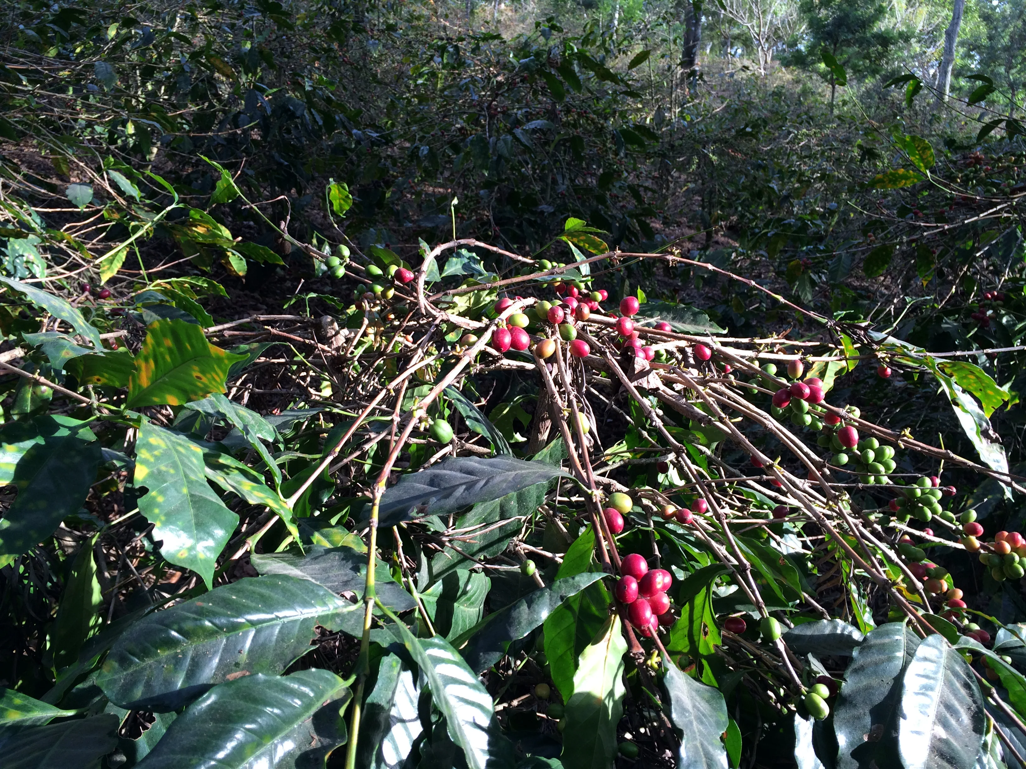 Guatemala El Bosque (Seasonal Special) - Image 5