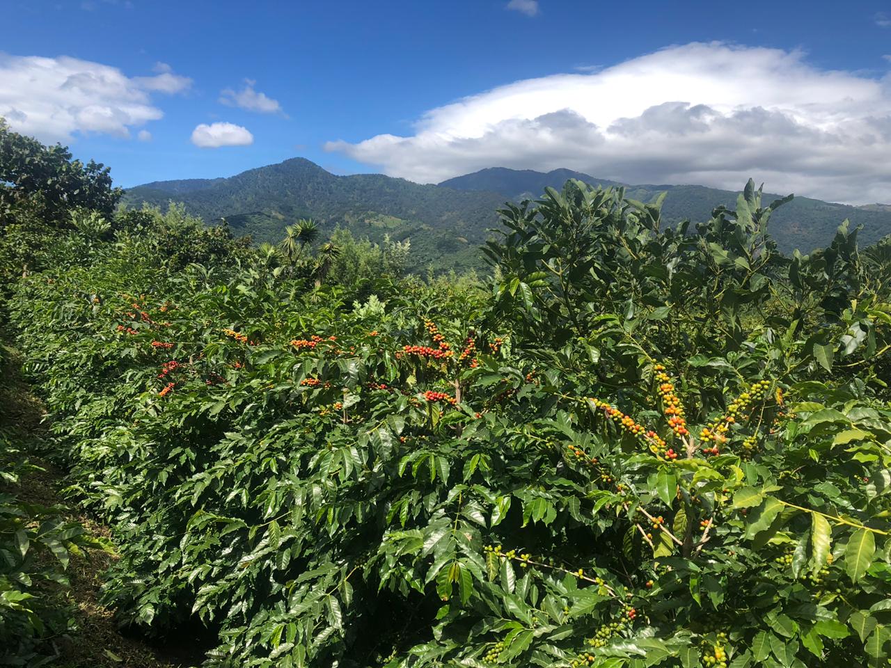 Guatemala Geisha El Mirador (Roaster's Special) - Image 2