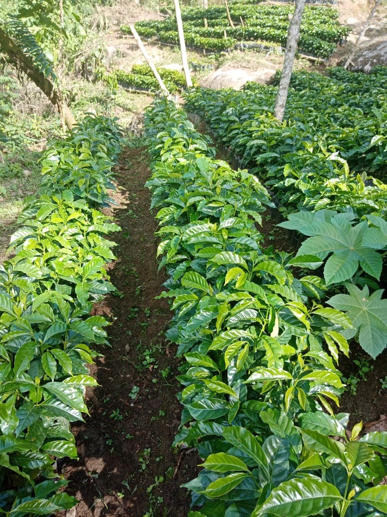 Mexico Chanjul (Roaster's Special) - Image 3