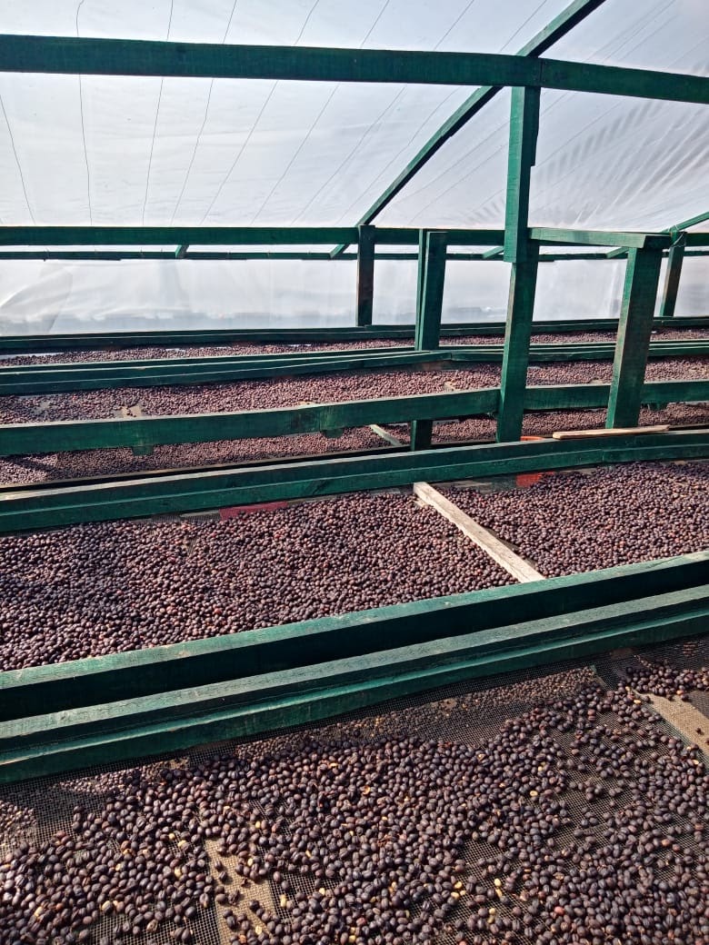 Mexico Chanjul (Roaster's Special) - Image 4