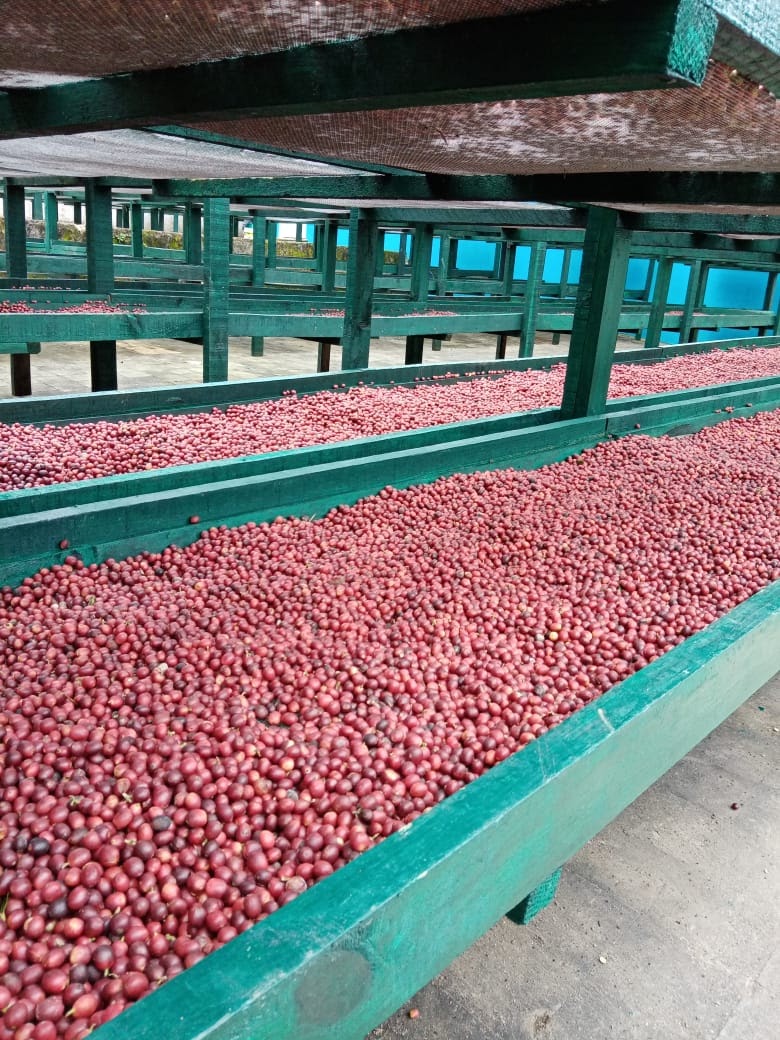 Mexico Chanjul (Roaster's Special) - Image 5