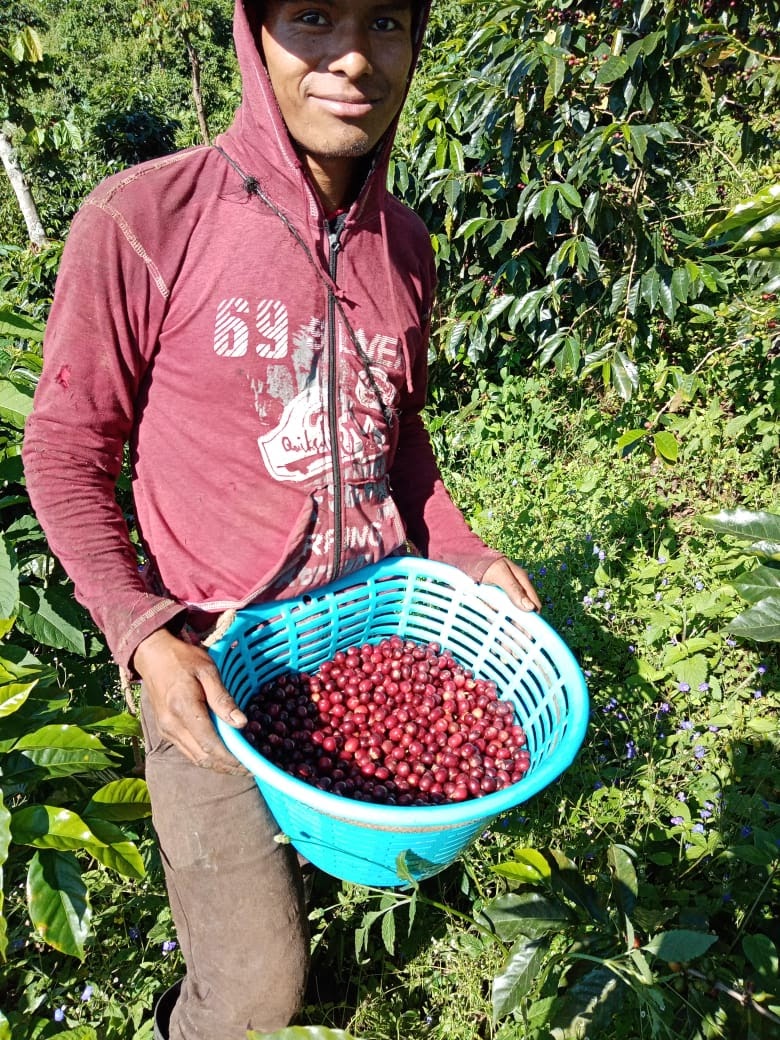 Mexico Chanjul (Roaster's Special) - Image 6