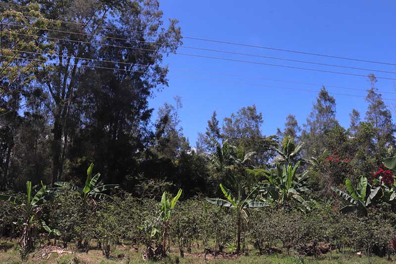 Papua New Guinea Dako (Roaster's Special) - Image 2