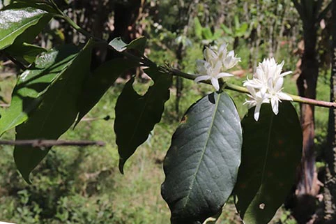 Papua New Guinea Dako (Roaster's Special) - Image 3