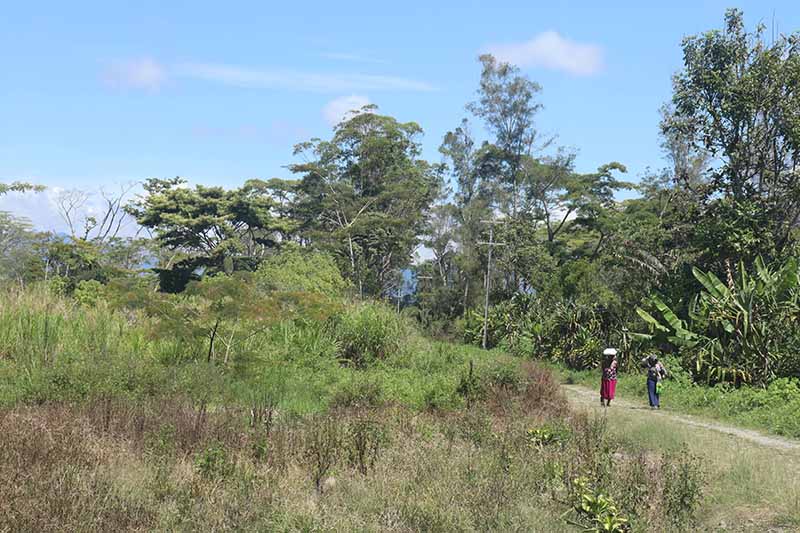 Papua New Guinea Dako (Roaster's Special) - Image 4